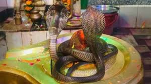 नागपंचमी पर्व प्रकृति के