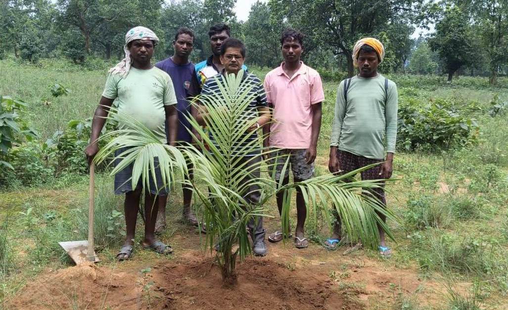 पॉम की खेती से किसानों को केंद्र और राज्य सरकार से एक-एक लाख रूपए का अनुदान