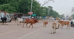 घुमंतू पशुओं के कारण होने