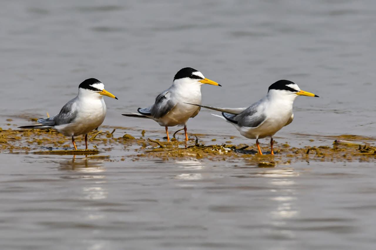 छत्तीसगढ़ राज्य आद्रभूमि