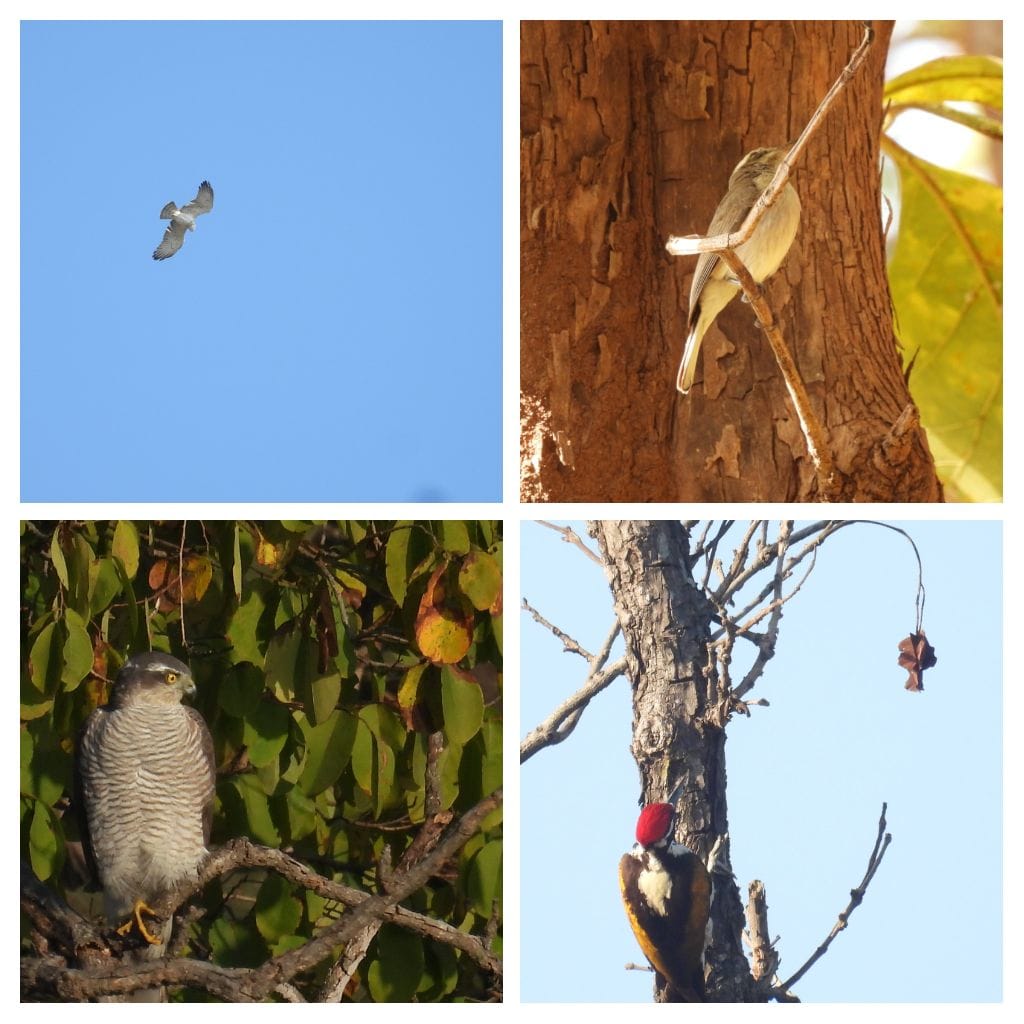 200 से अधिक पक्षी प्रजातियाँ