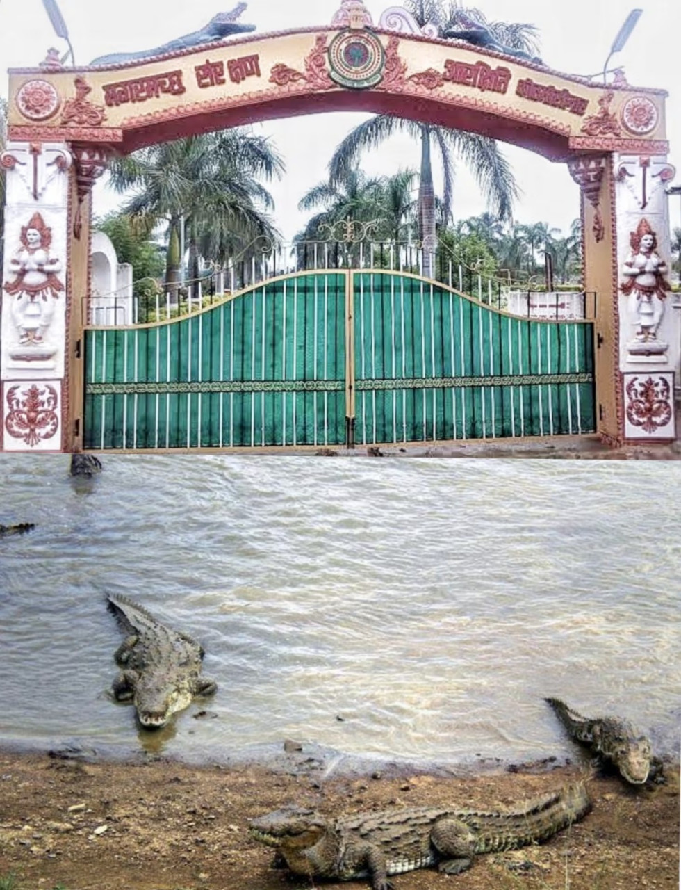 मगरमच्छ संरक्षण से बदली कोटमीसोनार की तस्वीर