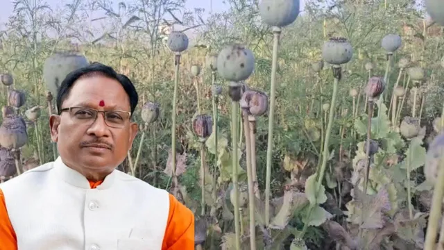 अफीम की अवैध खेती पर मुख्यमंत्री का कड़ा रुख सभी कलेक्टरों को सर्वे कर 15 दिवस में प्रमाण पत्र सहित रिपोर्ट देने के निर्देश