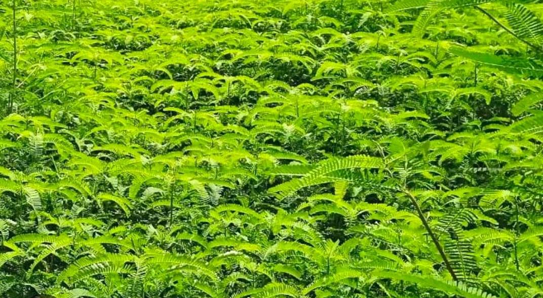 हरी खाद और नील-हरित काई से खेती को मिलेगी नई दिशा, रासायनिक खाद पर निर्भरता घटाने की पहल