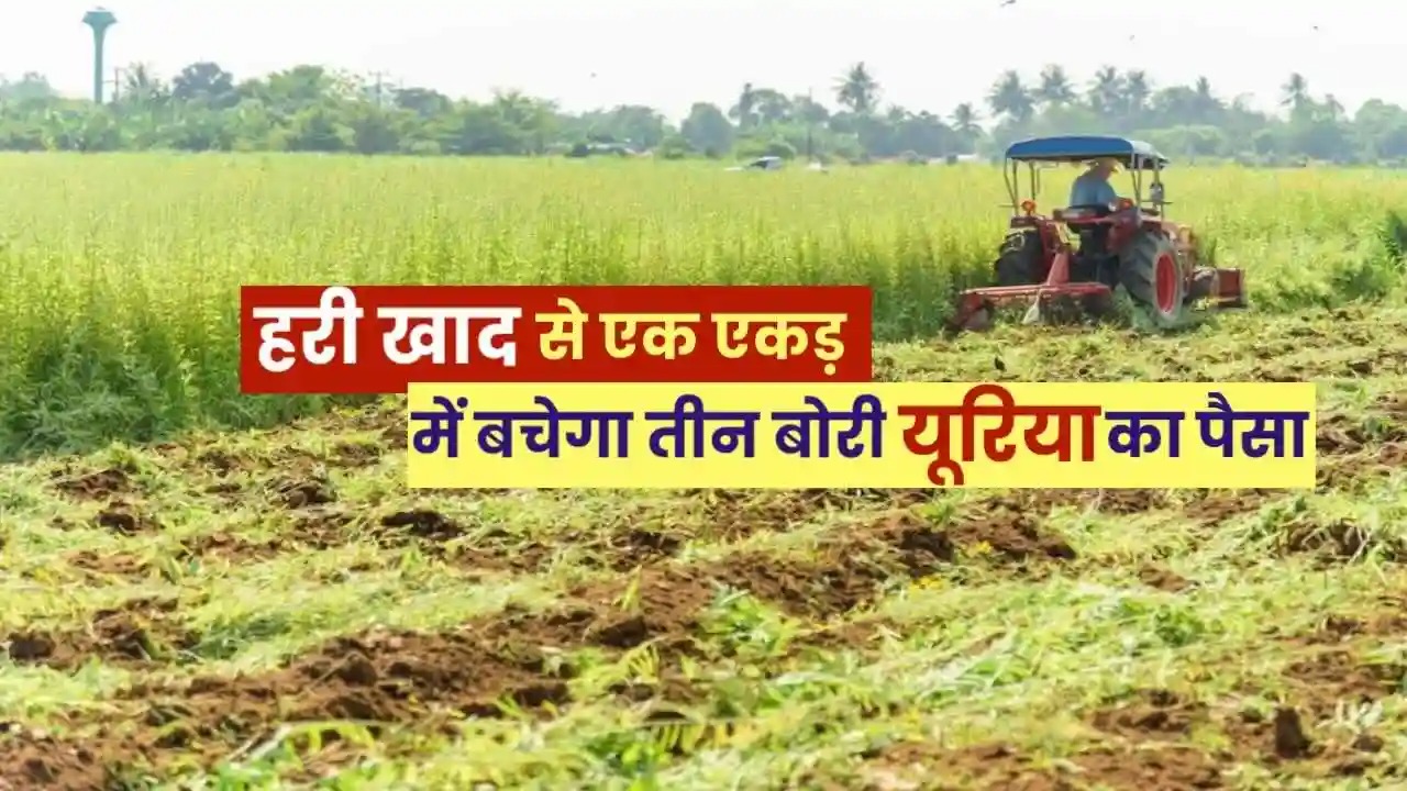 विशेष लेख : हरी खाद- खेती में बढ़ेगा उत्पादन, मिट्टी की सेहत होगी बेहतर