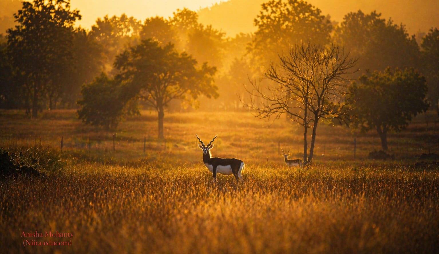 प्रधानमंत्री ने छत्तीसगढ़ में काले हिरण संरक्षण प्रयासों की सराहना कर बढ़ाया प्रदेश का मान – मुख्यमंत्री श्री साय