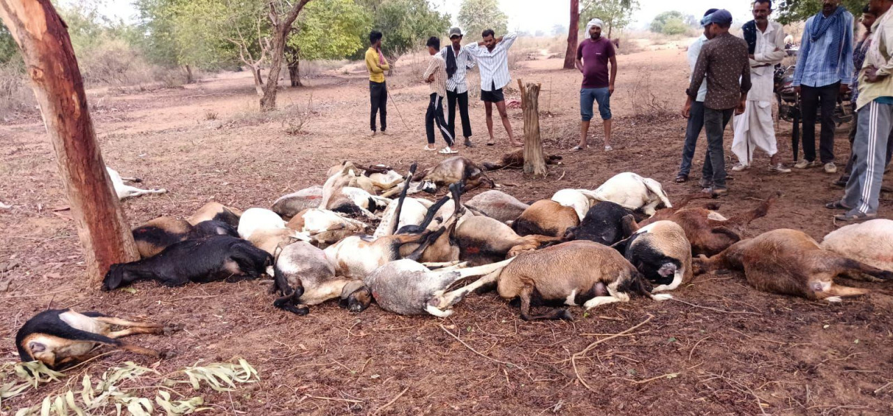 आकाशीय बिजली से 40 भेड़-बकरियों की मौत
