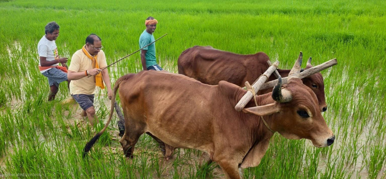 सुबह-सुबह खेत पहुंचे मुख्यमंत्री, बैलों के साथ हल चलाकर की बियासी
