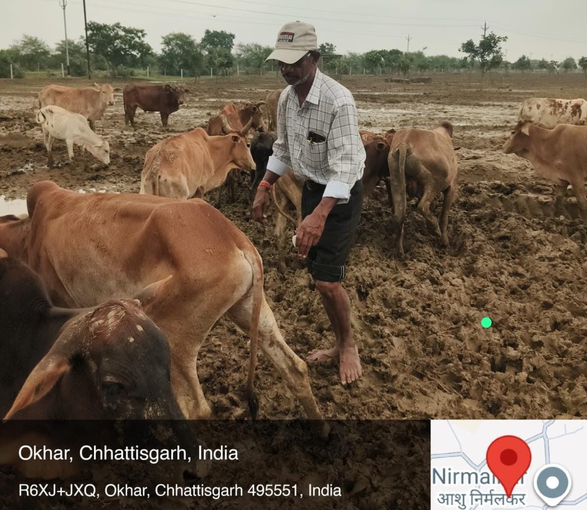 ओखर गौधाम में पशुओं की मौत का मामला, जांच रिपोर्ट कलेक्टर को सौंपी गई, 3 दिनों में 6 पशुओं की मृत्यु की पुष्टि